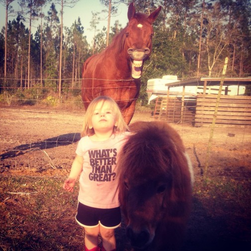 dat horse